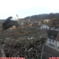 17_30-nest.jpg
