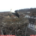 07_50-nest.jpg