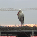 07_55-mast.jpg