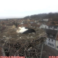 08_05-nest.jpg