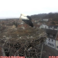 08_10-nest.jpg