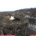 08_35-nest.jpg