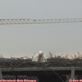 08_50-mast.jpg