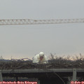 08_55-mast.jpg