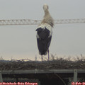 09_05-mast.jpg