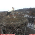 09_05-nest.jpg