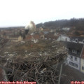 09_10-nest.jpg