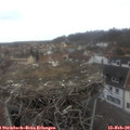 11_10-nest.jpg