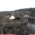 12_05-nest.jpg