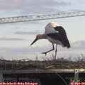13_00-mast.jpg