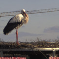14_00-mast.jpg