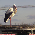 14_05-mast.jpg