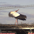 14_20-mast.jpg