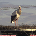 14_25-mast.jpg