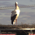 14_30-mast.jpg