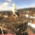 14_30-nest.jpg