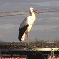 14_45-mast.jpg