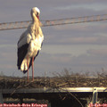 14_50-mast.jpg