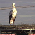 14_55-mast.jpg