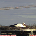15_00-mast.jpg