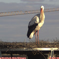 15_10-mast.jpg