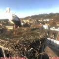15_10-nest.jpg