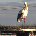 15_15-mast.jpg