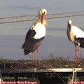 15_30-mast.jpg