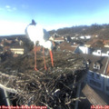 15_30-nest.jpg