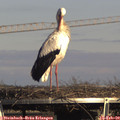 15_35-mast.jpg