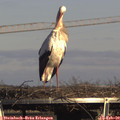 15_40-mast.jpg