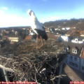 15_40-nest.jpg
