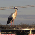 15_45-mast.jpg