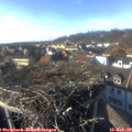 15_50-nest.jpg