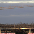 17_00-mast.jpg