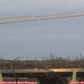 17_15-mast.jpg