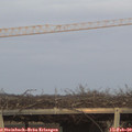 17_20-mast.jpg