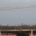 17_25-mast.jpg