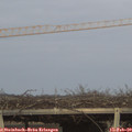 17_30-mast.jpg