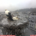 07_35-nest.jpg