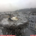 07_40-nest.jpg