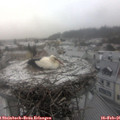07_45-nest.jpg