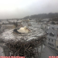 07_50-nest.jpg