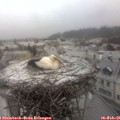07_55-nest.jpg