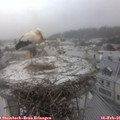 08_05-nest.jpg