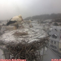 08_10-nest.jpg