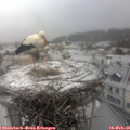 08_15-nest.jpg