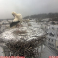 08_25-nest.jpg