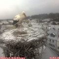 08_30-nest.jpg