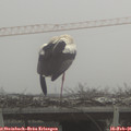 08_35-mast.jpg